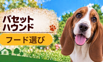 バセットハウンドのドッグフードはどう選ぶ？年齢・体格・食べ方に合わせた選び方