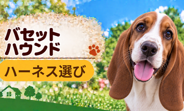 バセットハウンドのハーネス選び｜サイズ測定とフィット感のチェック