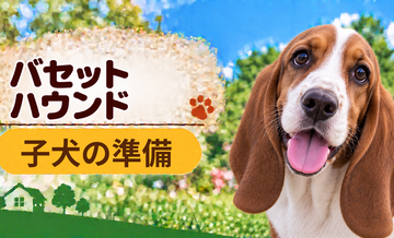 バセットハウンドの子犬を迎えた1週間でやること｜食事・トイレ・生活環境