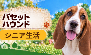 シニア期のバセットハウンドとの暮らし｜食事・運動・介護費用を考える