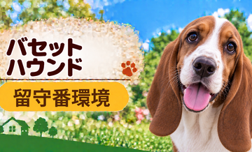 バセットハウンドの留守番環境を整える｜安全対策と便利グッズ