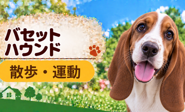 バセットハウンドの散歩時間はどのくらい？運動量と毎日の暮らし方