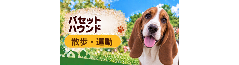 バセットハウンドの散歩時間はどのくらい？運動量と毎日の暮らし方