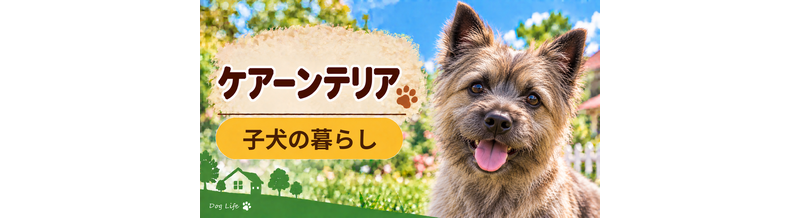 ケアーンテリアの子犬を迎えた1週間でやること｜食事・トイレ・生活環境