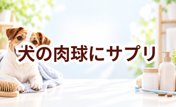 犬の肉球にサプリは必要？選ぶ前に知っておきたい考え方