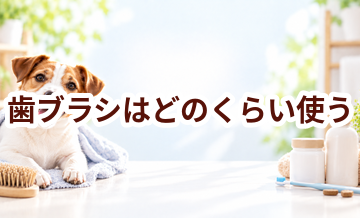 歯ブラシはどのくらい使う？頻度・使い方・費用を確認