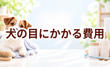 犬の目にかかる費用はいくら？毎月のケア代を整理