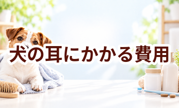 犬の耳にかかる費用はいくら？毎月のケア代を整理