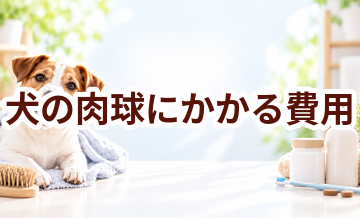 犬の肉球にかかる費用はいくら？毎月のケア代を整理