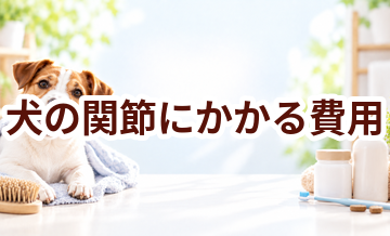 犬の関節にかかる費用はいくら？毎月のケア代を整理