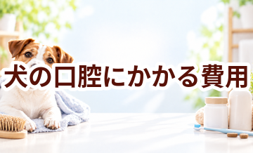 犬の口腔にかかる費用はいくら？毎月のケア代を整理