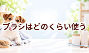ブラシはどのくらい使う？頻度・使い方・費用を確認