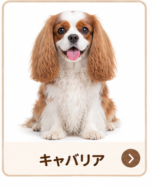 キャバリア