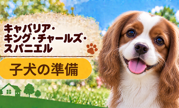 キャバリアの子犬を迎えた1週間でやること｜食事・トイレ・生活環境