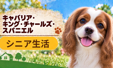 シニア期のキャバリアとの暮らし｜食事・運動・介護費用を考える