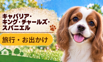 キャバリアと旅行するときの持ち物｜移動・宿泊で役立つ犬用品