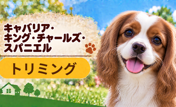 キャバリアのトリミング代はいくら？頻度と年間費用を計算