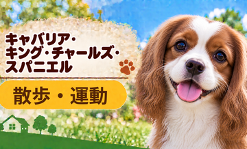 キャバリアの散歩時間はどのくらい？運動量と毎日の暮らし方