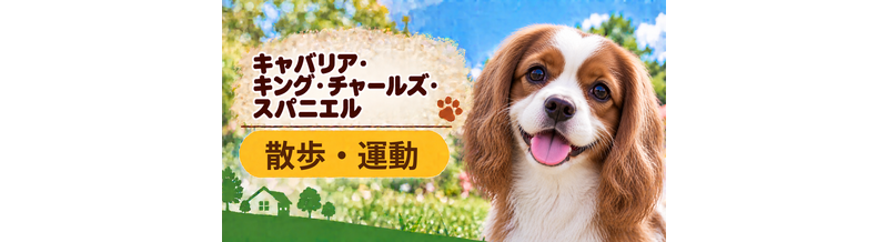 キャバリアの散歩時間はどのくらい？運動量と毎日の暮らし方