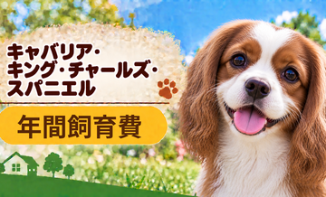 キャバリアの年間飼育費はいくら？固定費と臨時出費をまとめて計算