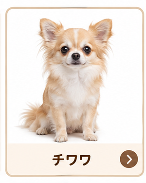 チワワ