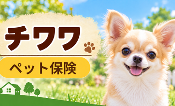 チワワのペット保険料はいくら？加入前に確認したい補償と費用