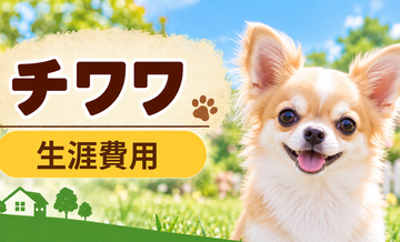 チワワの生涯費用はいくら？子犬からシニアまで長期で考える