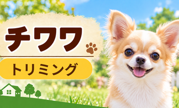 チワワのトリミング代はいくら？頻度と年間費用を計算