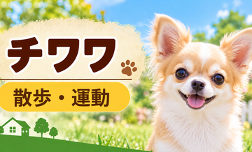 チワワの散歩時間はどのくらい？運動量と毎日の暮らし方