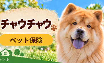 チャウチャウのペット保険料はいくら？加入前に確認したい補償と費用