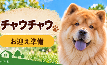 チャウチャウを迎えるときに必要なもの｜サイズ選びと初期費用