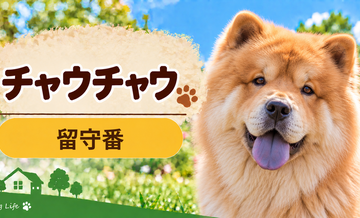 チャウチャウの留守番環境を整える｜安全対策と便利グッズ