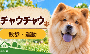 チャウチャウの散歩時間はどのくらい？運動量と毎日の暮らし方