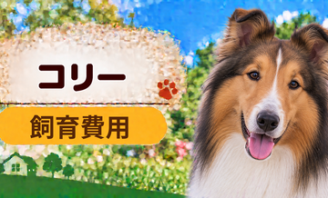 コリーを飼う費用はいくら？初期費用・年間費用・生涯費用を解説