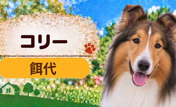 コリーの餌代は月いくら？体重からドッグフード代をシミュレーション