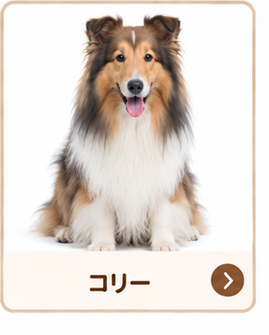コリー