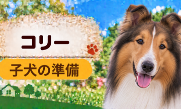 コリーの子犬を迎えた1週間でやること｜食事・トイレ・生活環境