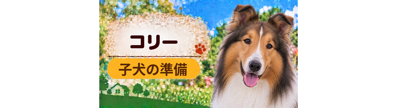 コリーの子犬を迎えた1週間でやること｜食事・トイレ・生活環境