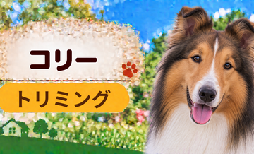 コリーのトリミング代はいくら？頻度と年間費用を計算