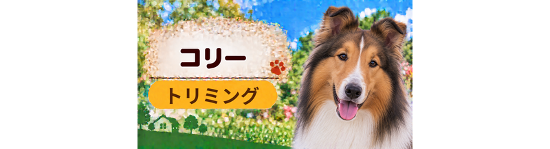 コリーのトリミング代はいくら？頻度と年間費用を計算