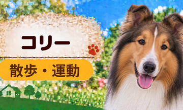 コリーの散歩時間はどのくらい？運動量と毎日の暮らし方