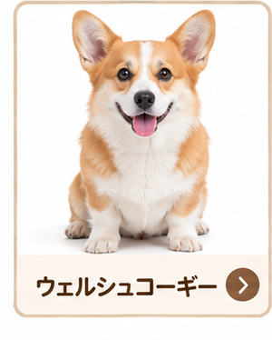 ウェルシュコーギー