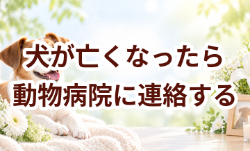 犬が亡くなったら動物病院に連絡する？まず確認したいこと