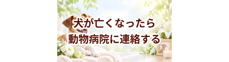 犬が亡くなったら動物病院に連絡する？まず確認したいこと