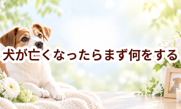 犬が亡くなったらまず何をする？火葬までの流れを順番に解説