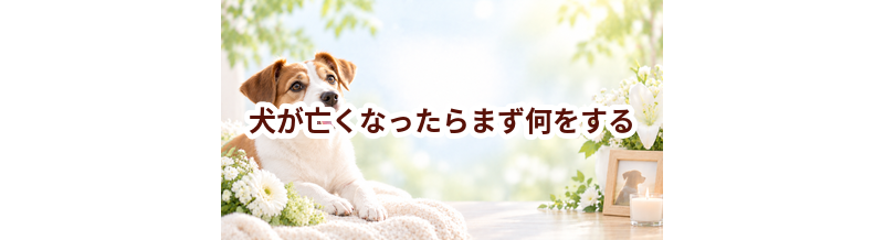 犬が亡くなったらまず何をする？火葬までの流れを順番に解説