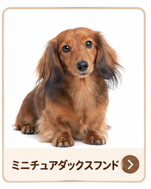 ミニチュアダックスフンド