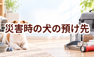 災害時の犬の預け先はいくら？費用と予約前の確認ポイント