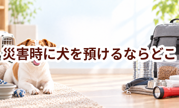 災害時に犬を預けるならどこ？ホテル・シッター・家族に頼む場合を比較