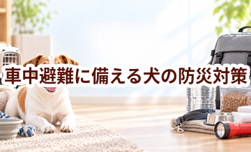車中避難に備える犬の防災対策｜必要なものと事前準備